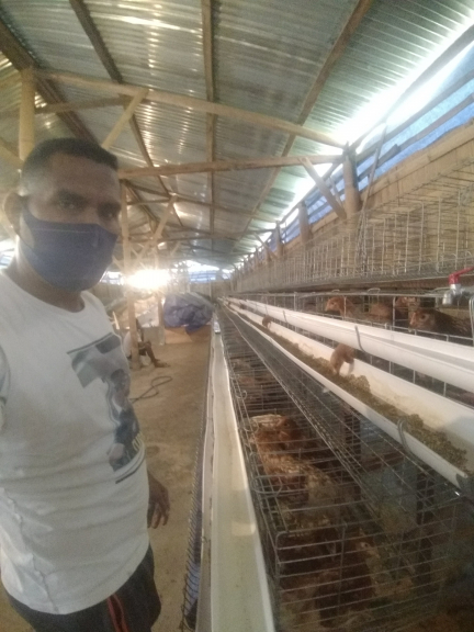 Produksi ayam petelur