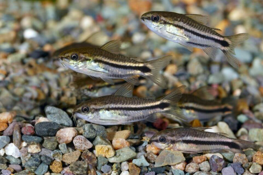 Corydoras Pygmy