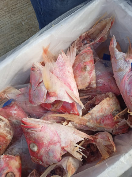 Frozen food,kepala kakap merah