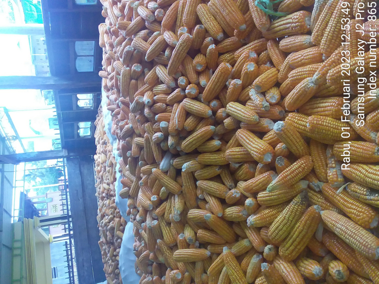 Jagung