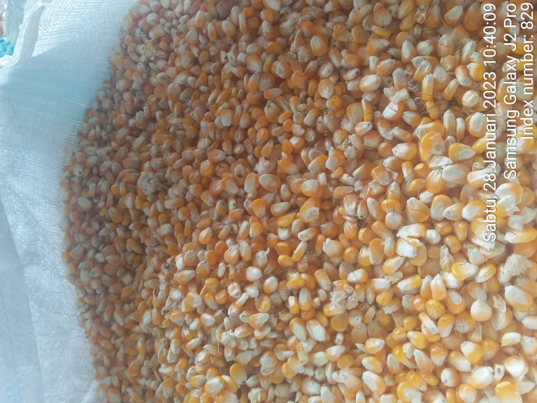 Jagung