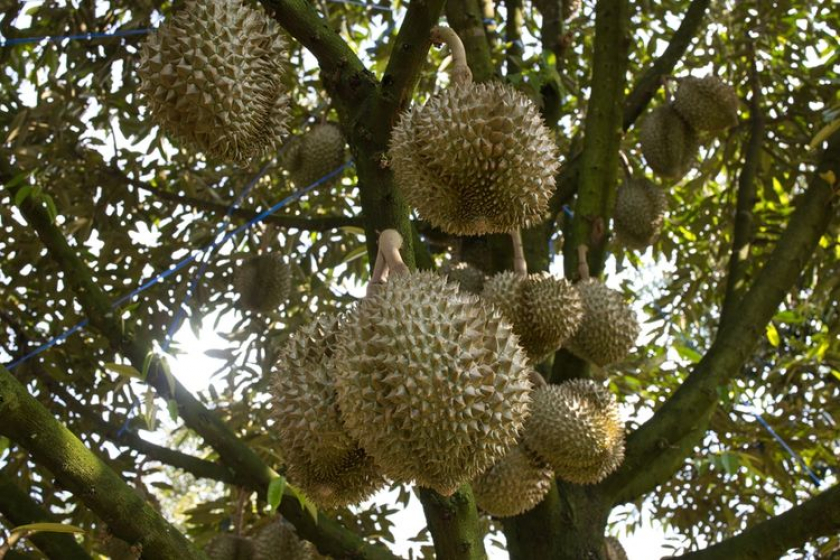 Sensasi Buah yang Menggugah Selera 8 Tips Dapatkan Durian Lezat
