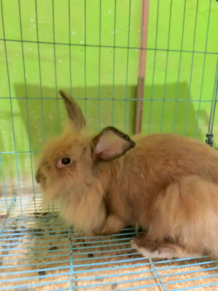 Kelinci Indukan Anggora 