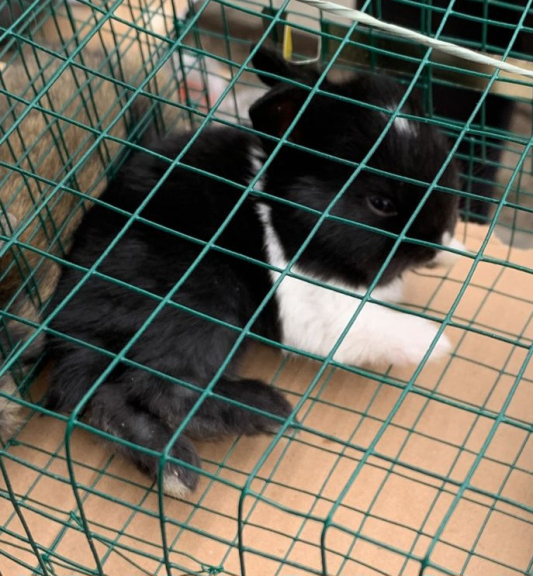 Anakan Kelinci Anggora 