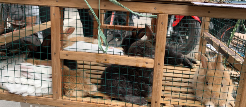 Anakan Kelinci Lokal 