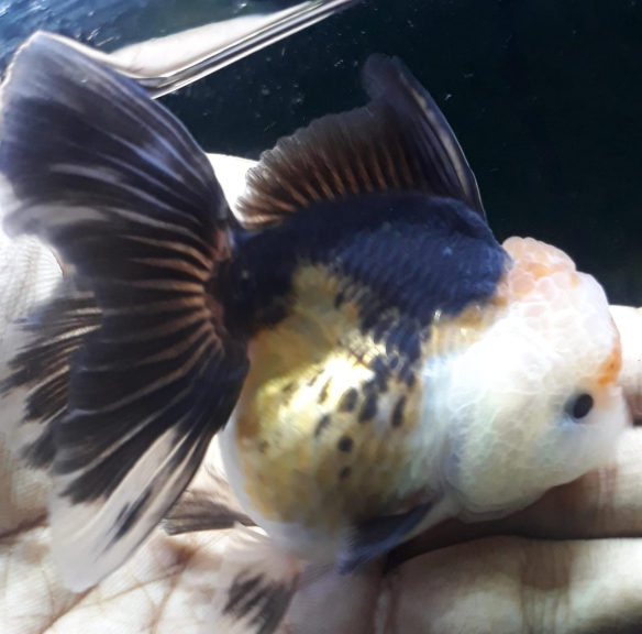 Ikan hias dan ACC aquarium