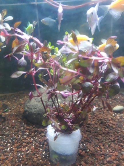 Ikan hias dan ACC aquarium