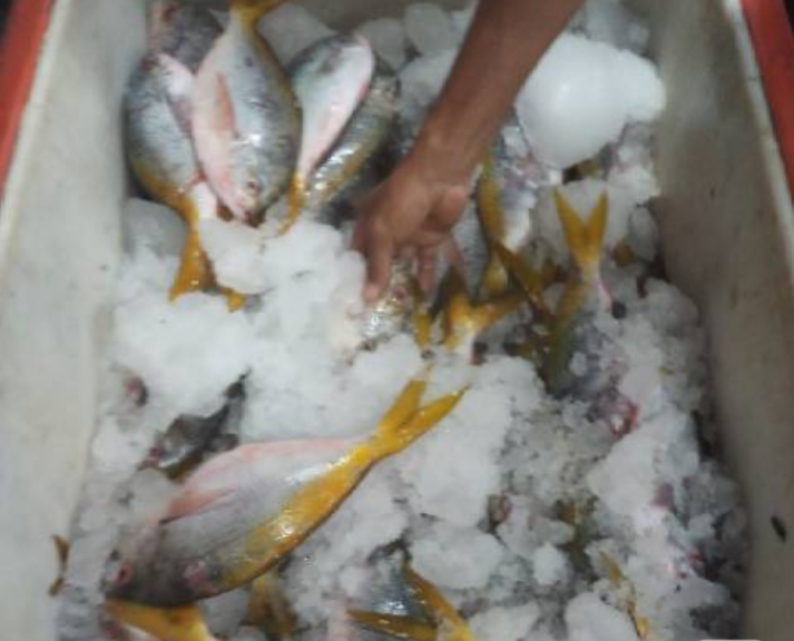IKAN EKOR KUNING