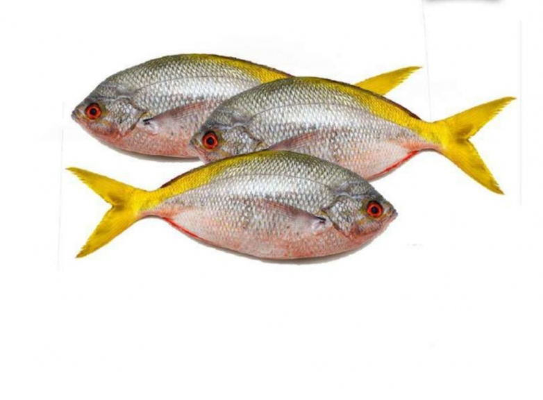 IKAN EKOR KUNING
