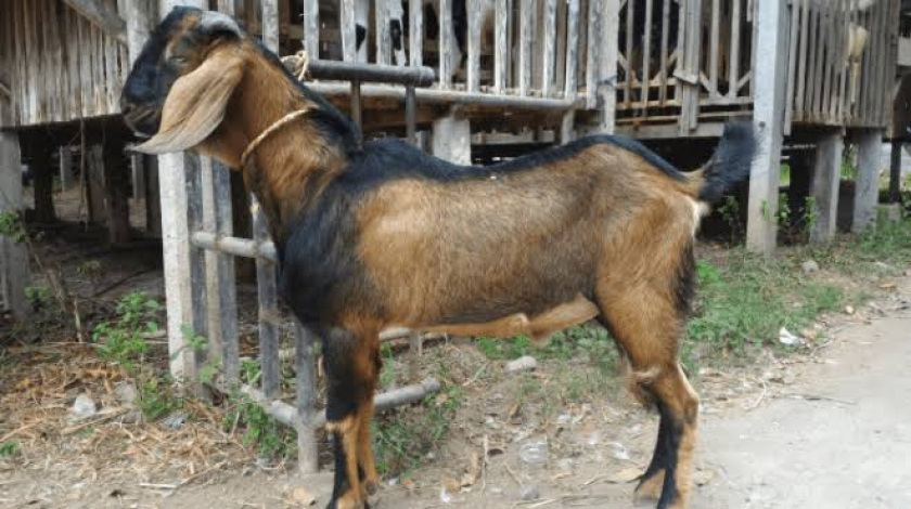 Kambing jawa