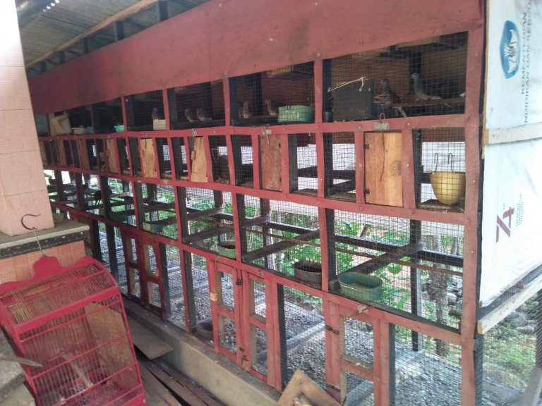 Burung Perkutut