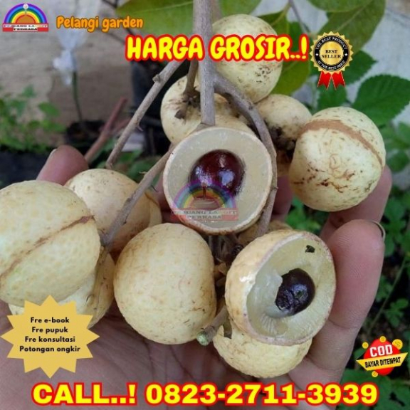 WA 082327113939 Jual Bibit Kelengkeng