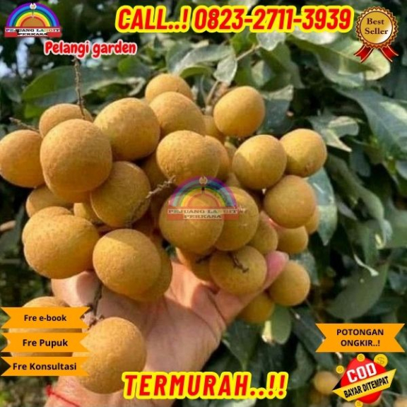WA 082327113939 Jual Bibit Kelengkeng New Kristal