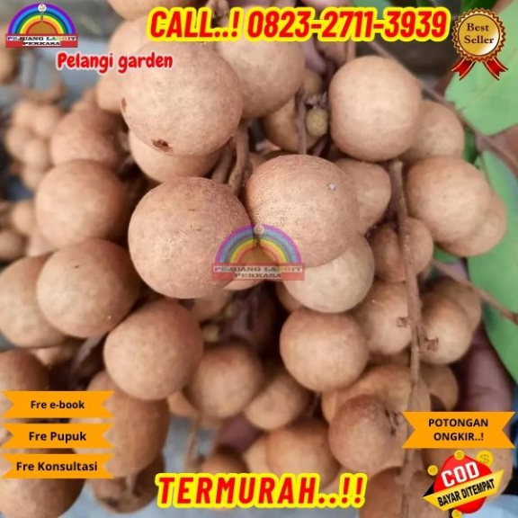 WA 082327113939 Jual Bibit Kelengkeng New Kristal