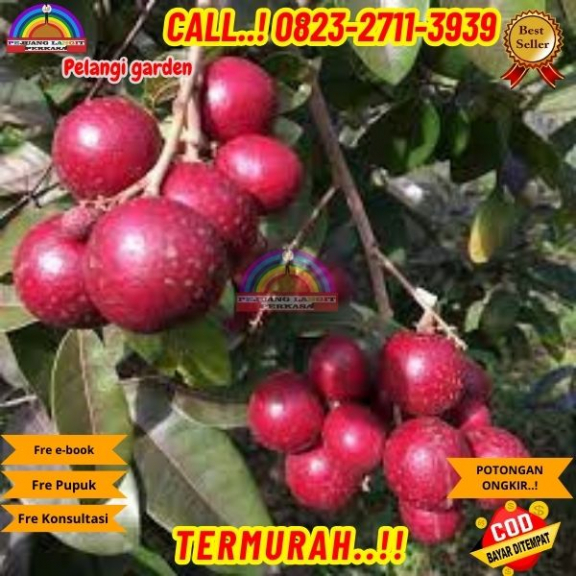 WA 082327113939 Jual Bibit Kelengkeng Merah
