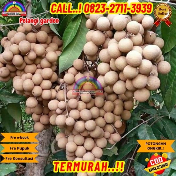 WA 082327113939 Jual Bibit Kelengkeng
