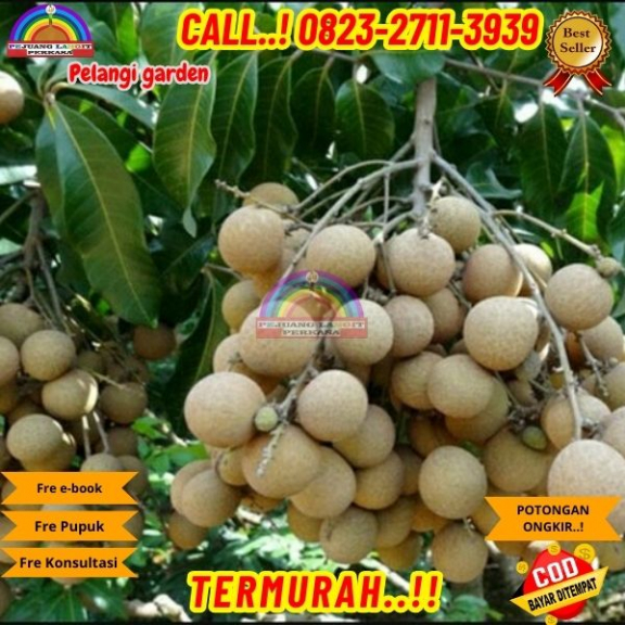 WA 082327113939 Jual Bibit Kelengkeng