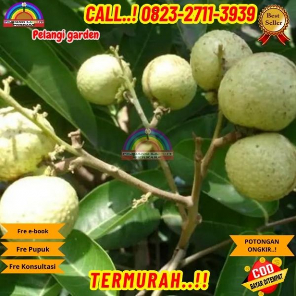 WA 082327113939 Jual Bibit Kelengkeng