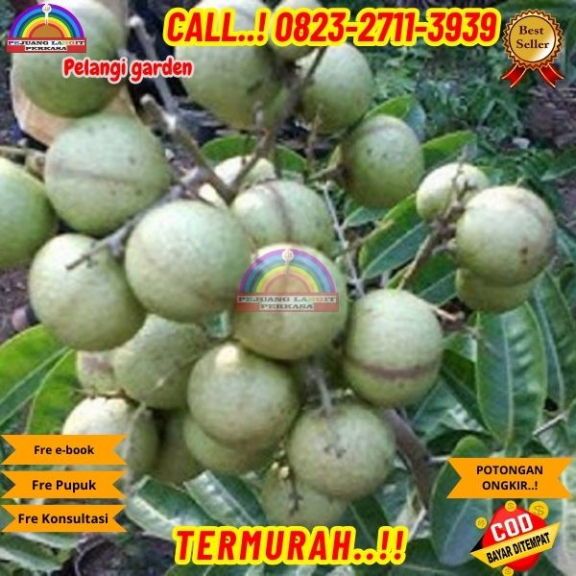 WA 082327113939 Jual Bibit Kelengkeng