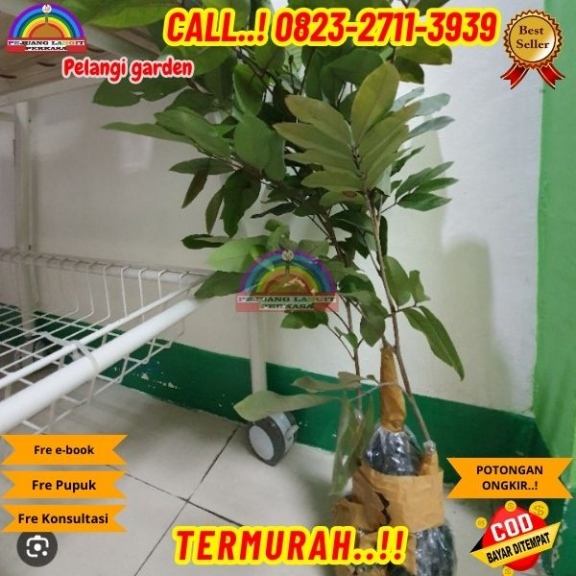 WA 082327113939 Jual Bibit Kelengkeng