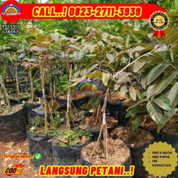 WA 082327113939 Jual Bibit Buah Kelengkeng Merah