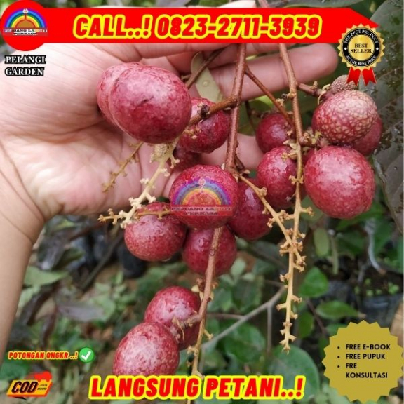 WA 082327113939 Jual Bibit Buah Kelengkeng Merah