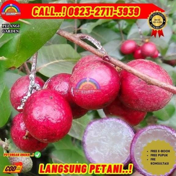 WA 082327113939 Jual Bibit Buah Kelengkeng Merah