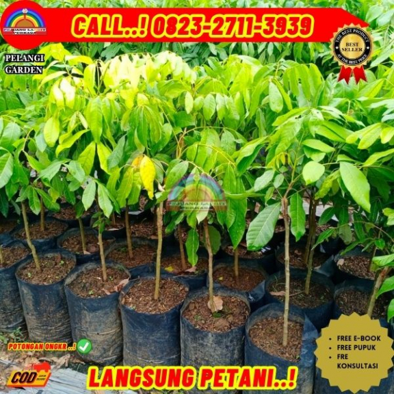 WA 082327113939 Jual Bibit Buah Kelengkeng Matalada