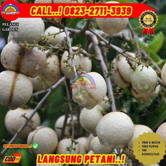 WA 082327113939 Jual Bibit Buah Kelengkeng Matalada