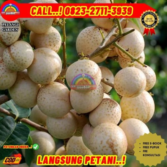 WA 082327113939 Jual Bibit Buah Kelengkeng Matalada
