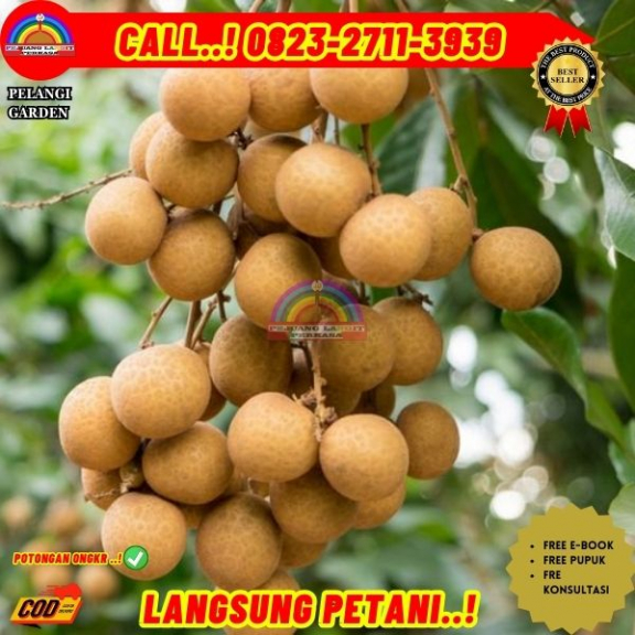 WA 082327113939 Jual Bibit Buah Kelengkeng Unggul