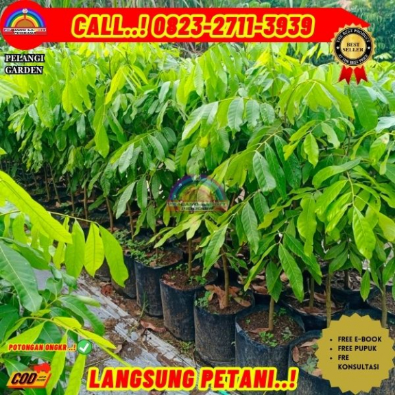 WA 082327113939 Jual Bibit Biji Kelengkeng