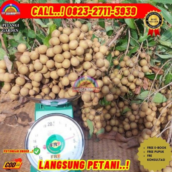 WA 082327113939 Jual Bibit Biji Kelengkeng