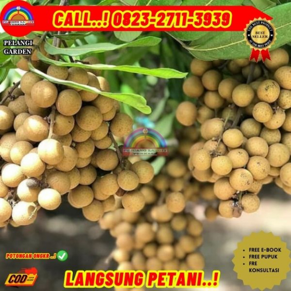 WA 082327113939  Jual Bibit Buah Kelengkeng Tanpa Biji 