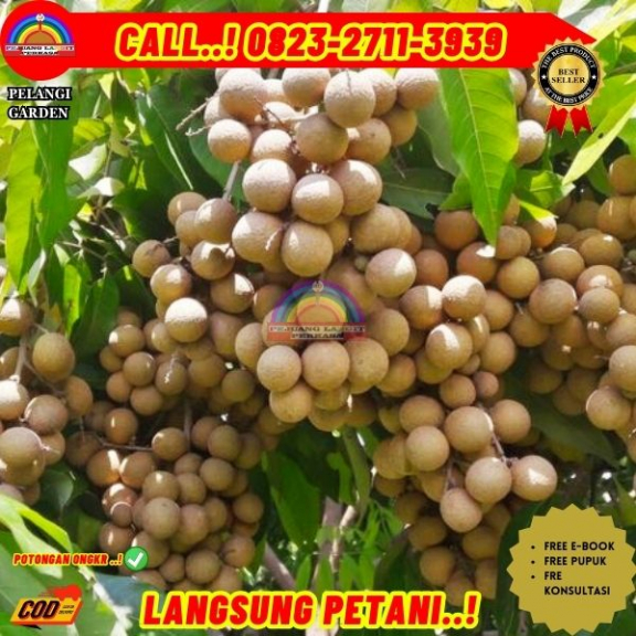 WA 082327113939  Jual Bibit Buah Kelengkeng Tanpa Biji 