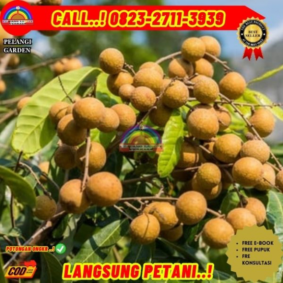 WA 082327113939 Jual Bibit Kelengkeng Yang Sudah Berbuah