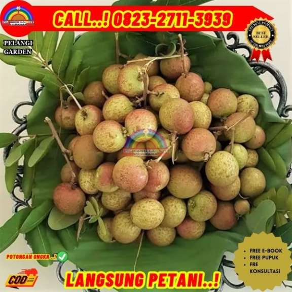 WA 082327113939 Jual Bibit Kelengkeng Yang Sudah Berbuah