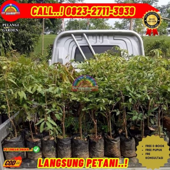 WA 082327113939 Jual Bibit Kelengkeng Yang Sudah Berbuah