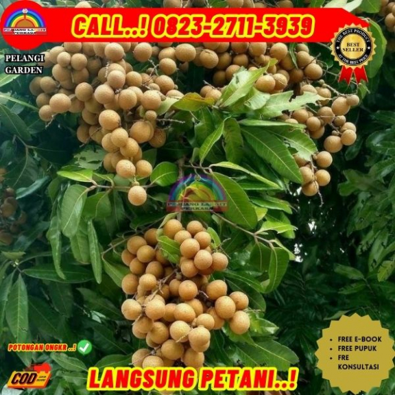 WA 082327113939 Jual Bibit Kelengkeng Yang Bagus 