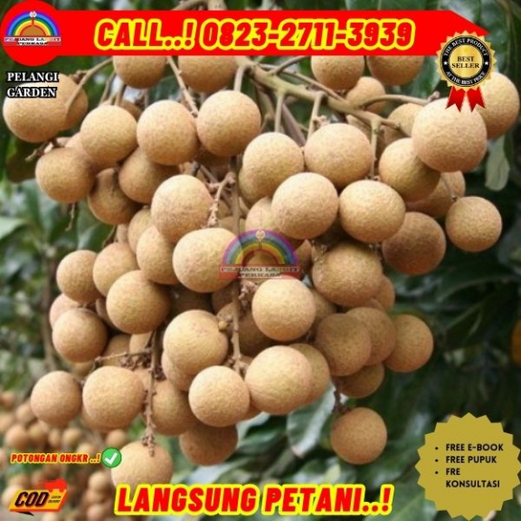 WA 082327113939  Jual Bibit Pohon Kelengkeng