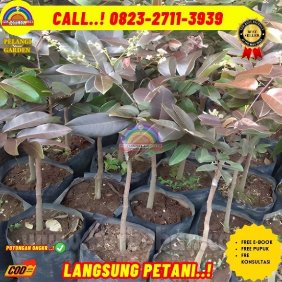 WA 082327113939  Jual Bibit Pohon Kelengkeng Merah