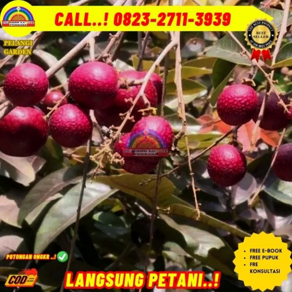 WA 082327113939  Jual Bibit Pohon Kelengkeng Merah