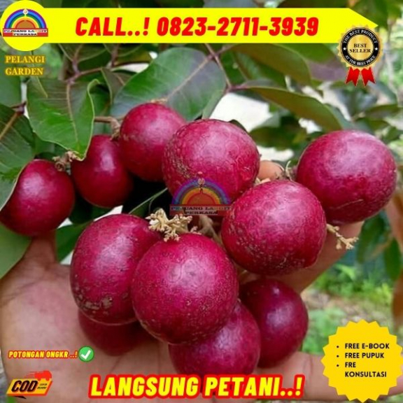 WA 082327113939  Jual Bibit Pohon Kelengkeng Merah