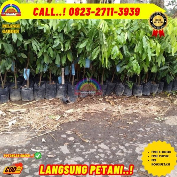 WA 082327113939 Jual Bibit Pohon Kelengkeng Itoh