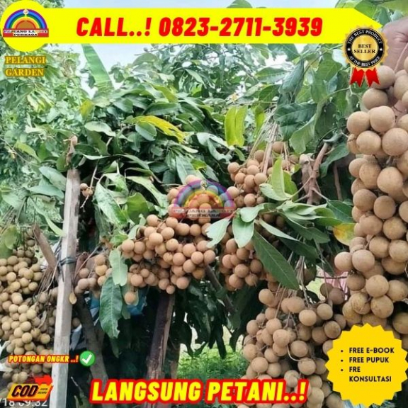 WA 082327113939 Jual Bibit Pohon Kelengkeng Itoh