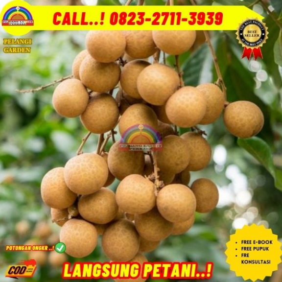 WA 082327113939 Jual Bibit Pohon Kelengkeng Itoh