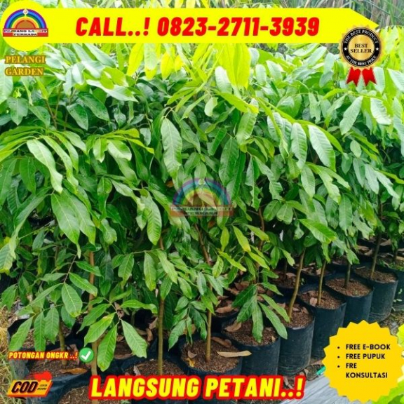 WA 082327113939 Jual Bibit Kelengkeng Pingpong 