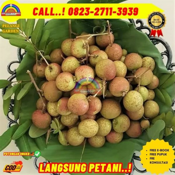 WA 082327113939 Jual Bibit Kelengkeng Pingpong 