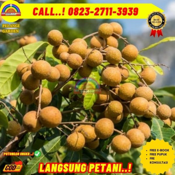 WA 082327113939 Jual Bibit Kelengkeng Pingpong 