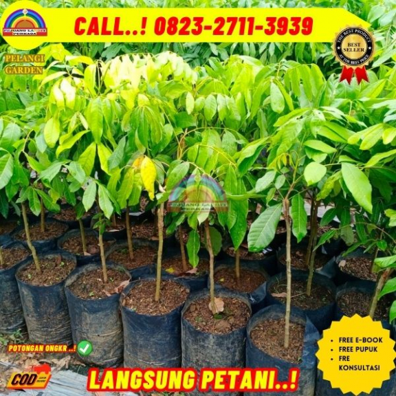 WA 082327113939 Jual Bibit Kelengkeng Puangphet